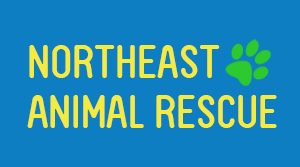 International Animal Rescue