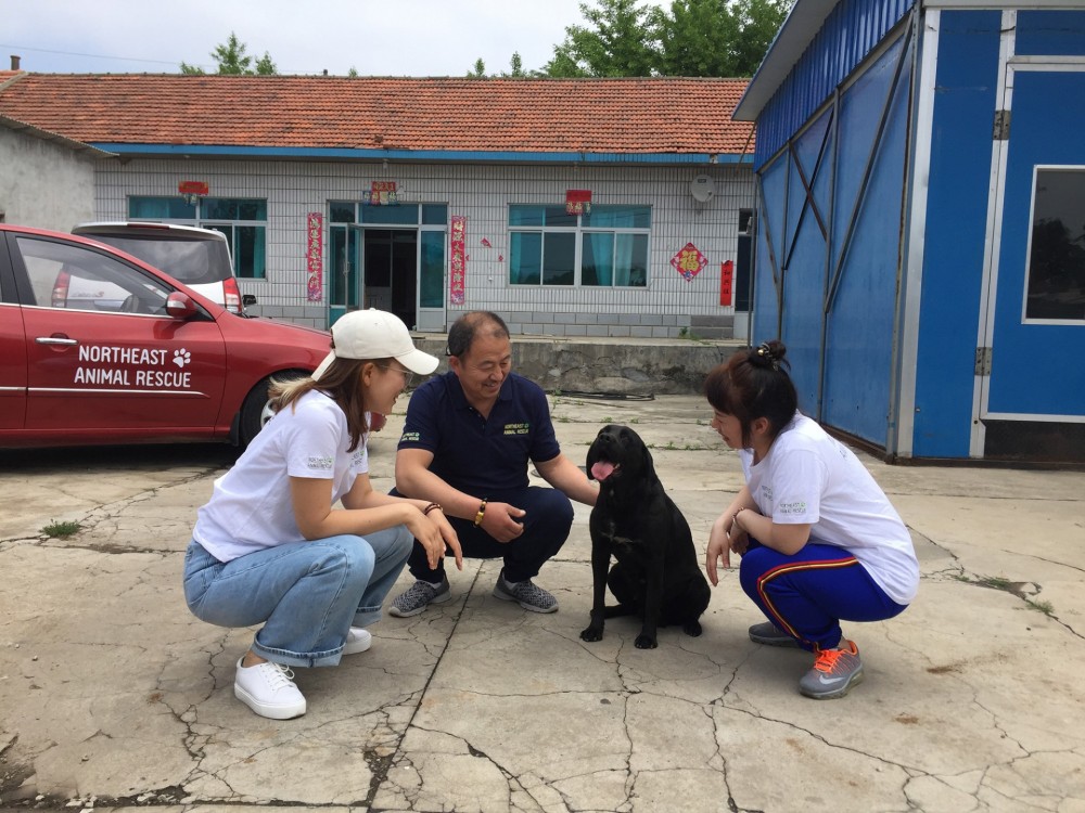 The search and rescue work of animal rescue in Northeast.