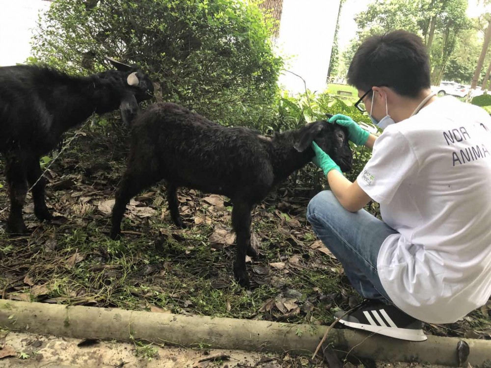 Many Chinese families that raise animals lack basic medical knowledge.