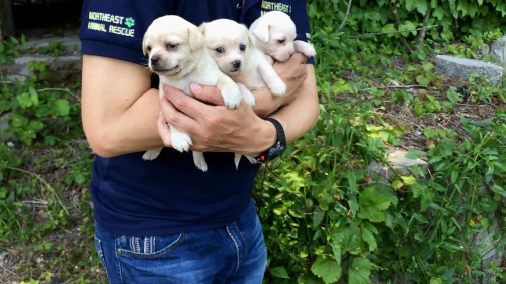 In China, many puppies have been ruthlessly abandoned.